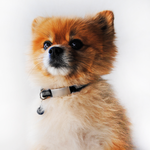 Pet ID Mini + Collar Reflejante