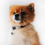 Pet ID Mini + Collar Reflejante