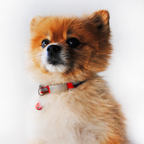 Pet ID Mini + Collar Reflejante