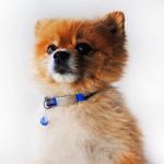 Pet ID Mini + Collar Reflejante