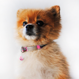 Pet ID Mini + Collar Reflejante