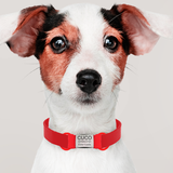 PET ID Identificaciones Personalizadas Para Mascotas